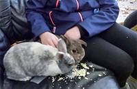 6. Dezember: Swantje hat Leckerlis für Bunny und Polly und erzählt uns von den beiden ... (Foto: Hellas Adlung)