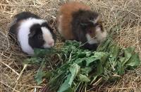 27. Mai: Die Meerschweinchen freuen sich über die Löwenzahn/Gras Bündel. (Foto: Laura Müller)