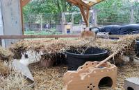 12. Oktober: Wir haben heut für die Kaninchen und Meerschweinchen eine Höhle gebaut. (Foto: July Krause)