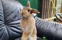 25. Oktober: Bunny guckt was hier los ist. (Foto: July Krause)