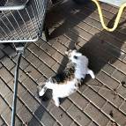 2. Februar: Miezefee genießt die Sonnenstrahlen. (Foto: Laura Müller)