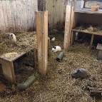 2. Februar: Alles fertig - Jetzt können die Kaninchen und Meerschweinchen zurück in den Stall. (Foto: Laura Müller)