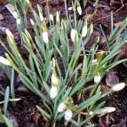 8. Februar: Die ersten Frühlingsboten schauen schon aus der Erde. (Foto: Hellas Adlung)