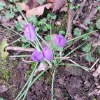 15. Februar: Frühlingsboten schauen aus der Erde hervor. (Foto: Hellas Adlung)