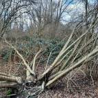 19. Februar: Sturmschäden (Foto: Maike Kolatschke)
