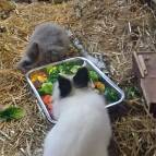 23. Februar: Futterzeit bei den Meerlis und Ninchens. (Foto: Hellas Adlung)