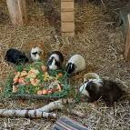 2. Juni: Alle Meerschweinchen haben sich gemeinsam an einer Futterschale versammelt.(Foto: Hellas Adlung)