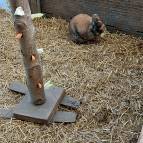 22. März: Schau mal, Smokey, was Suna für leckere Sachen in den Holzbaum gesteckt hat. (Foto: Hellas Adlung)