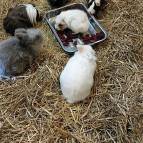 8. November: Was macht denn BÄRCHEN in der Futterschale? Sie probiert wohl, ob die rote Beete ihr schmeckt. (Foto: Hellas Adlung)