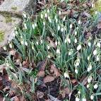 19. Februar: Die ersten Frühlingsblumen, Schneeglöckchen, sind schon sehr gewachsen. Bald wird es Frühling. (Foto: Hellas Adlung)