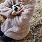 29. Januar: Meerschweinchen Schokoline ist jetzt dran mit Wiegen, denn heute ist wieder Wiegetag,bei dem auf der Waage geschaut werden kann, ob die Tiere ihr Gewicht gehalten haben.(Foto: Hellas Adlung)