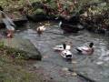 15. Dezember: Unsere beiden Laufenten James und Monty haben Gesellschaft von vier Stockenten bekommen. Erste Annäherung im Teich, ihn gemeinsam zu nutzen. (Foto: Evelyn Simson)